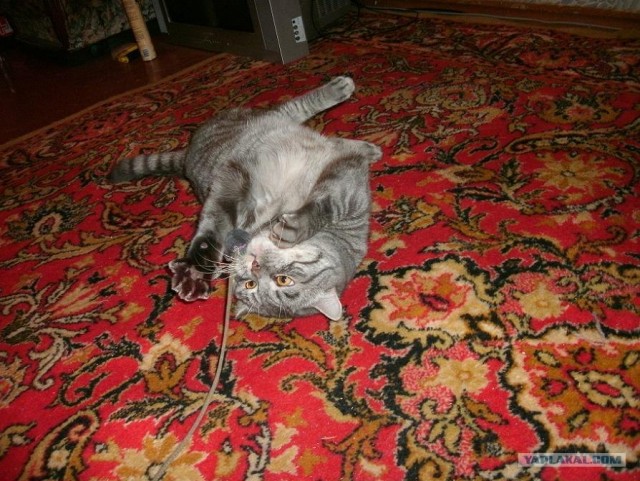 Котовторник (07.02.2012)