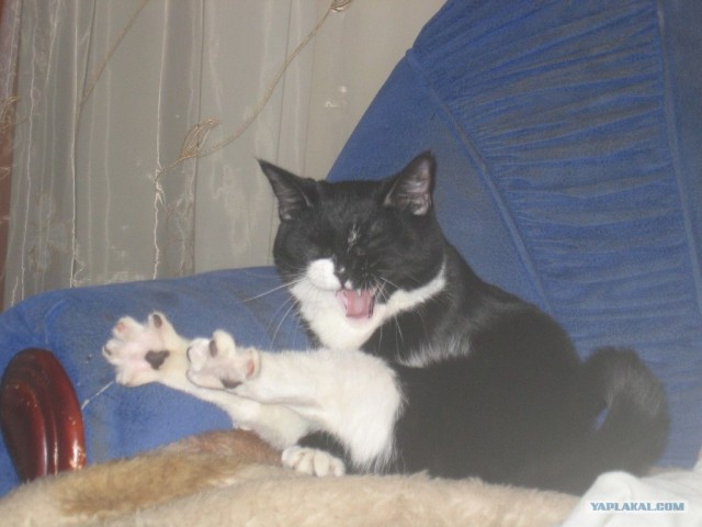Котовторник 29.05.2012