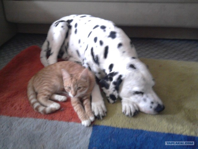 Собакочетверг!