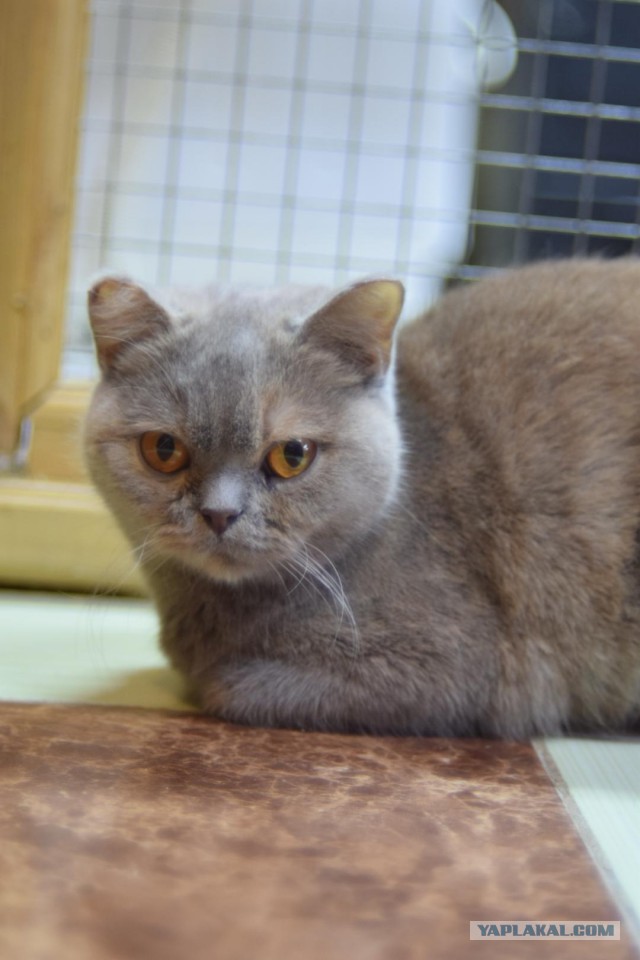 Котовторник 19.02.2019