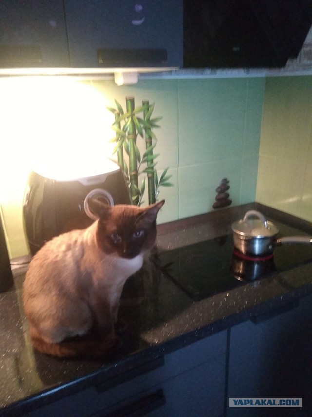 Котенька и лук
