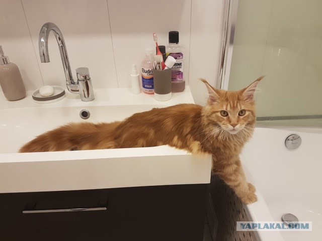 Картинки с котами и про котов