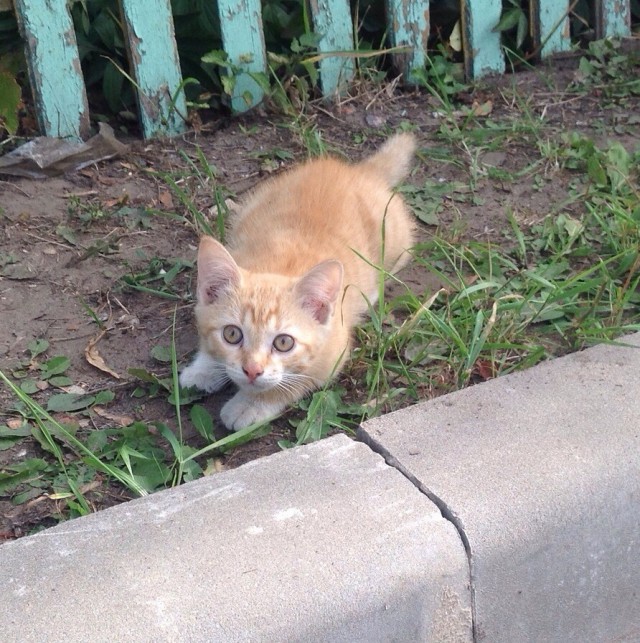 Забавные фото котеек