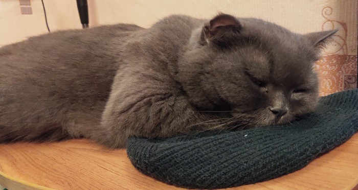 Котовторник *новогодний* 31/12/2019