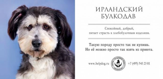 Социалка для приюта