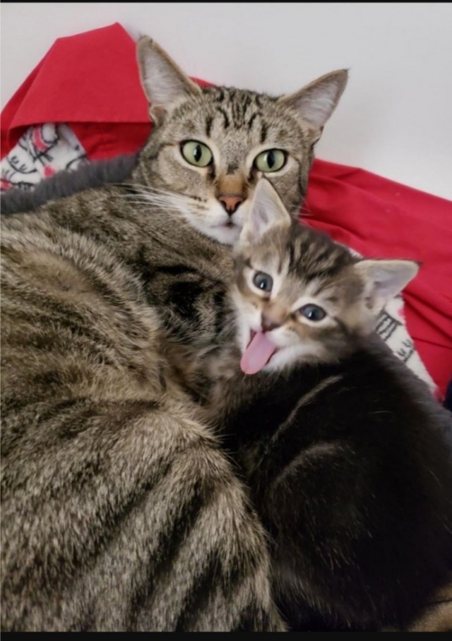 Котики