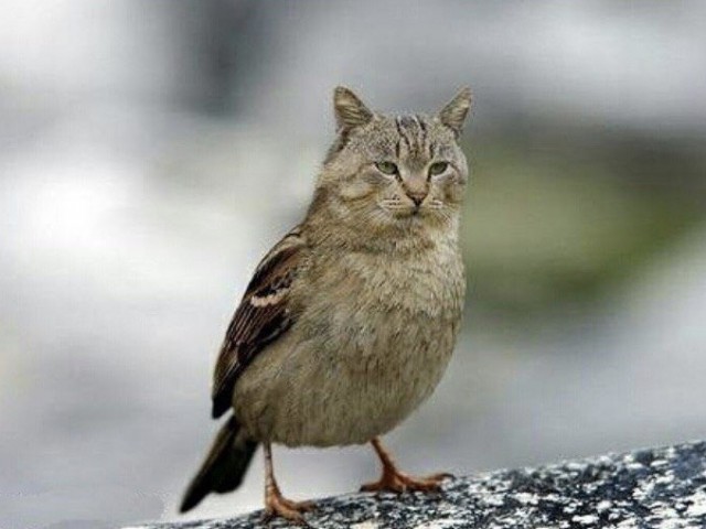 Коты везде