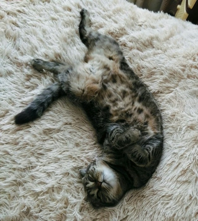 Коты, которые нас порадовали!