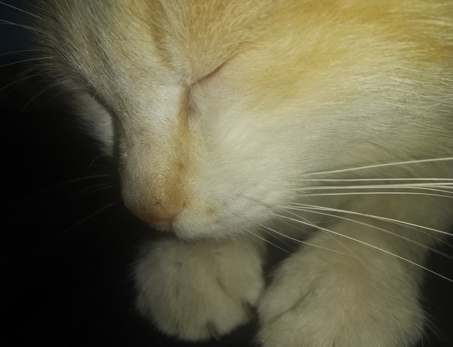 Кошка, вытащившая счастливый билет