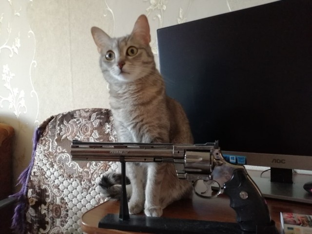 85 сантиметров кота