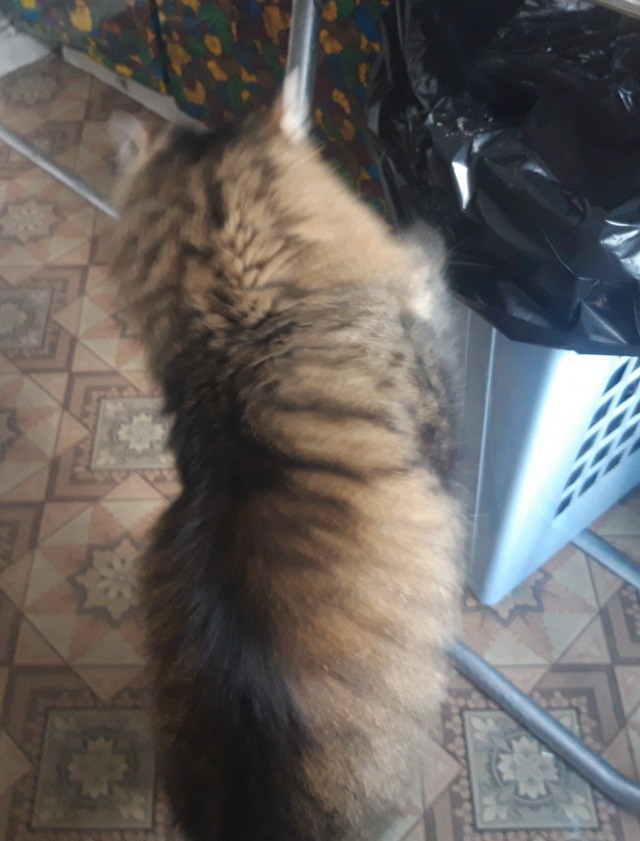 Ну, с котовторником!