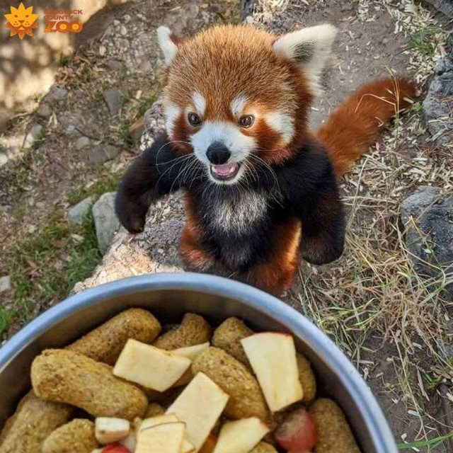 Эти забавные животные