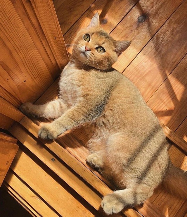Эти забавные животные