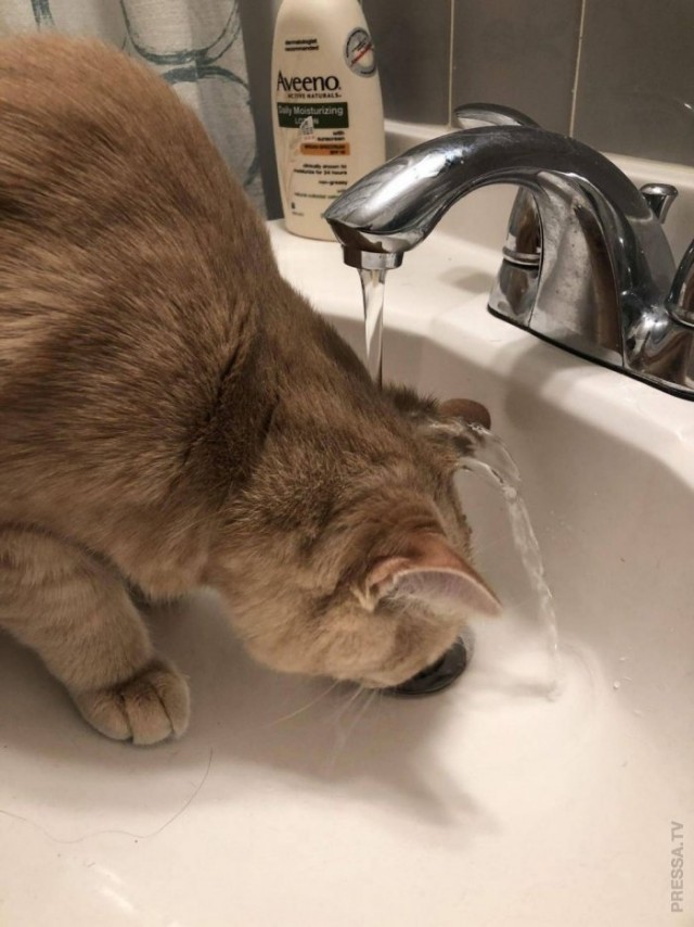 Котовторник?! Коты во вторник!