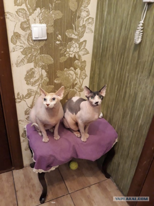 Котовторник 20.10.20