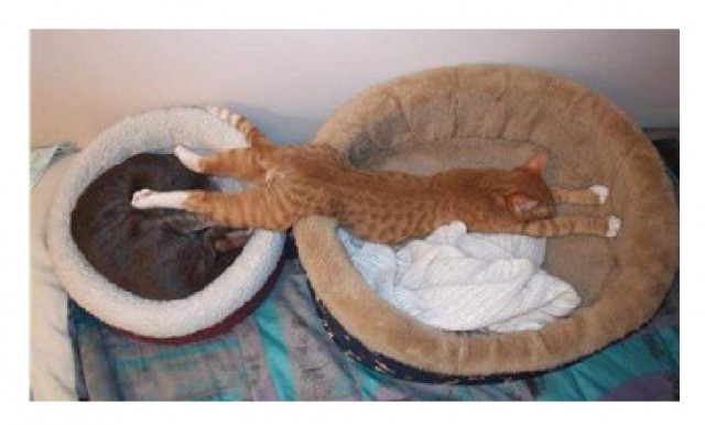 Котаны со странностями