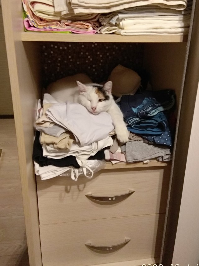 Котовторник же!