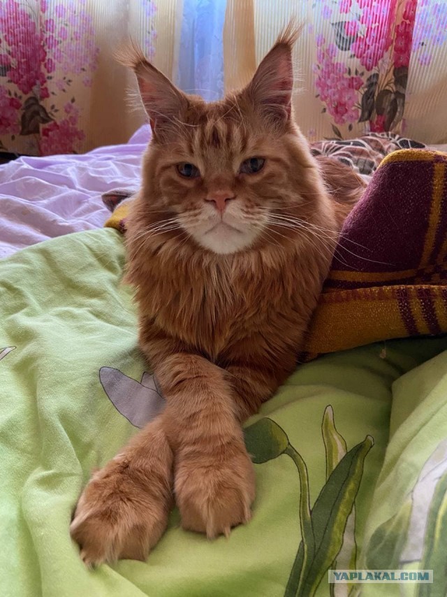 Даешь котовторник!