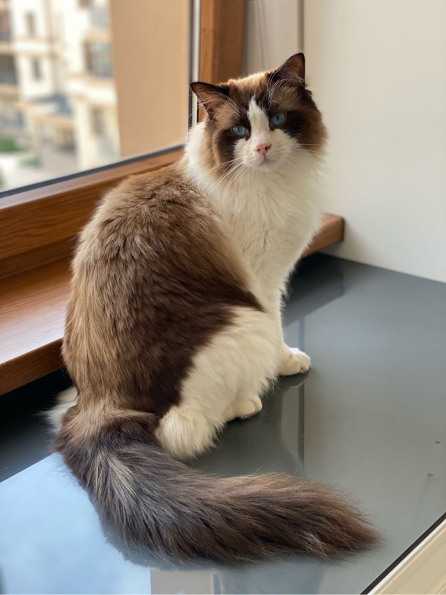 Котовторник