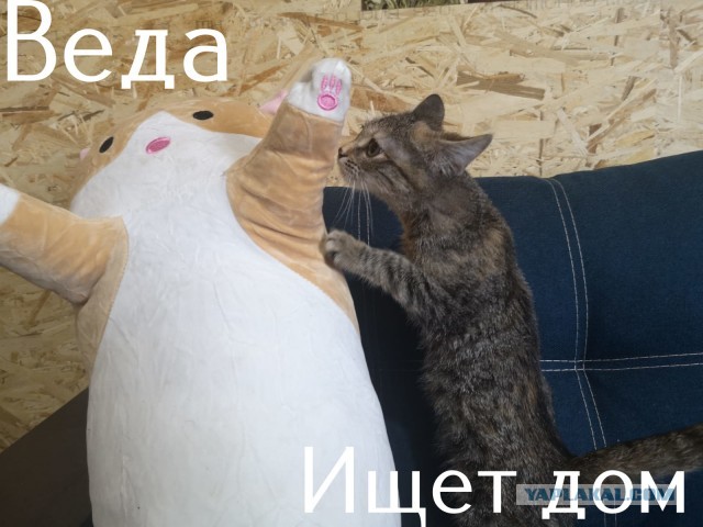 Жизнь домашнего приюта "Котоленд" 308