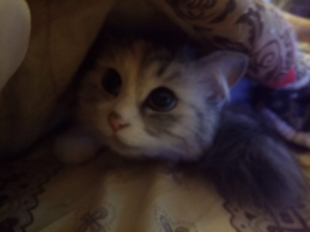 Котовторник 21.12.21