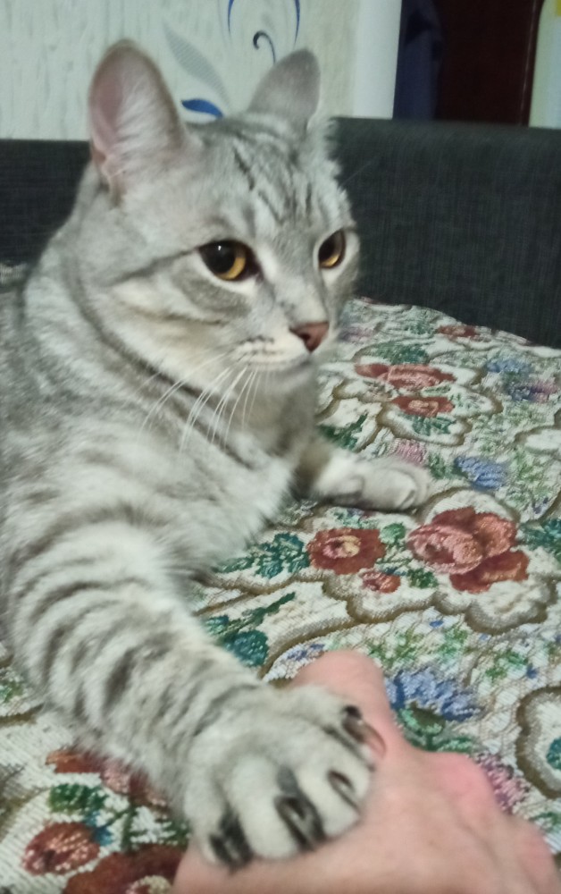 Котовторник. Февраль