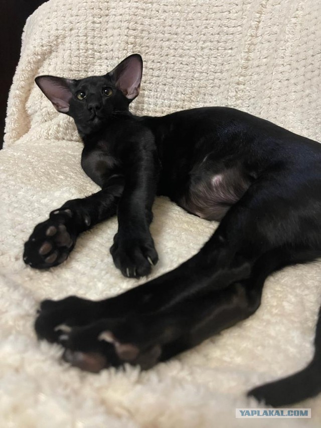 Котовторниковское