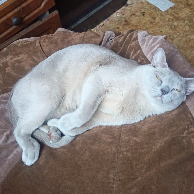Котовторник - по расписанию!