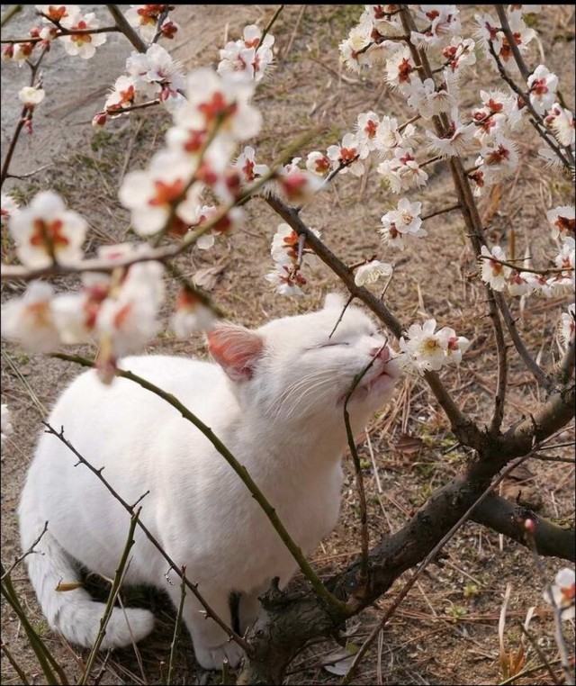 Забавные и милые котейки