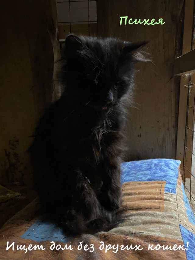 Жизнь домашнего приюта "Котоленд" 326