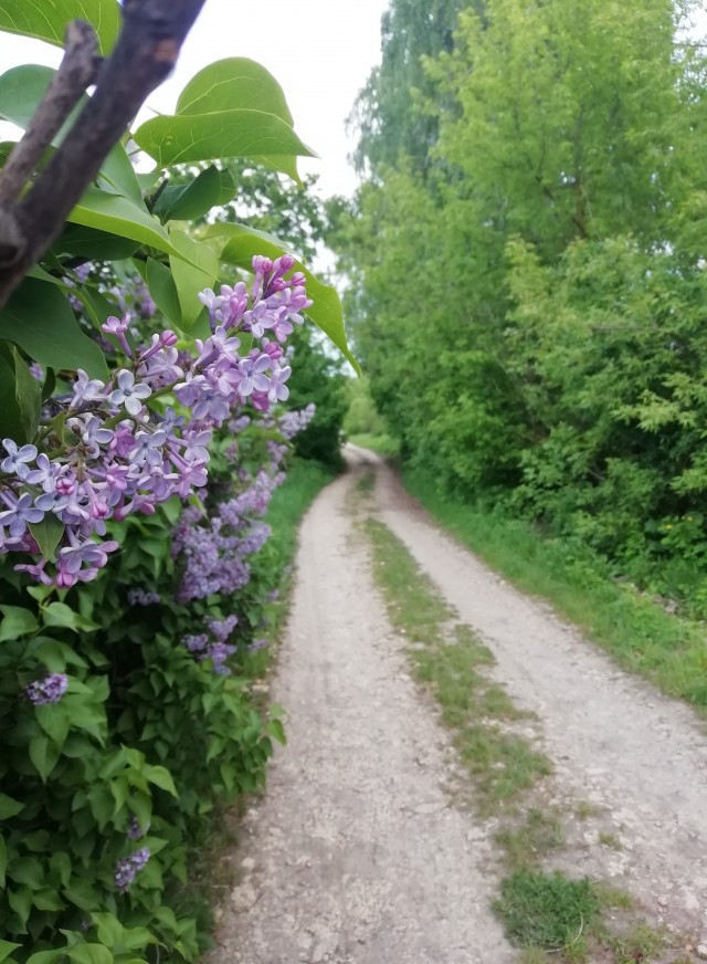 Вот моя деревня-1