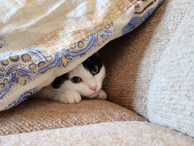 Лето и коты