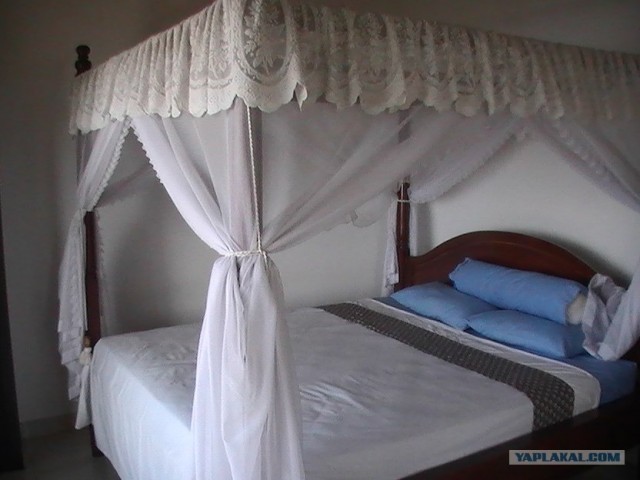 Они живут только 40 лет