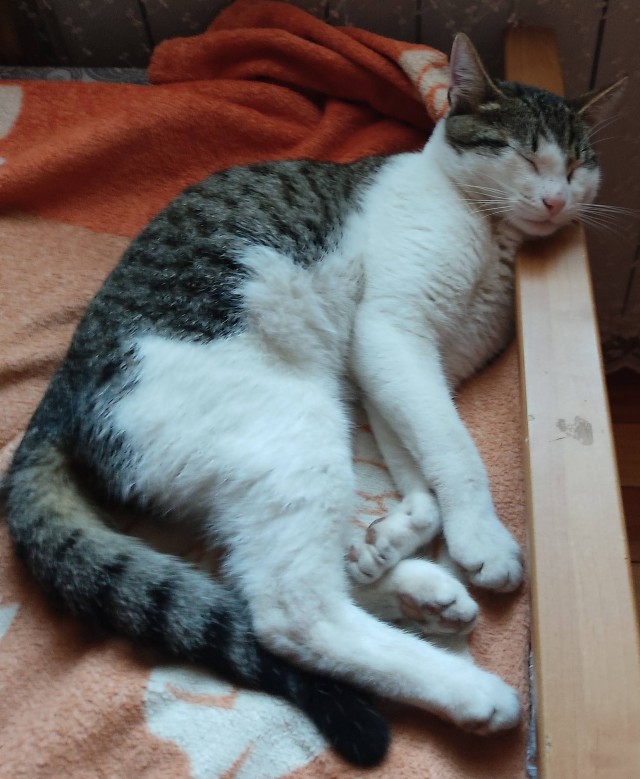 Мой котовторник