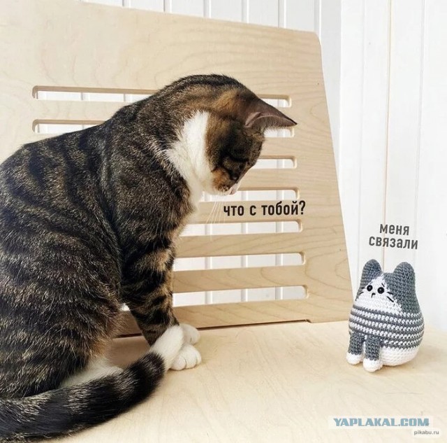 Без кота жизнь не та