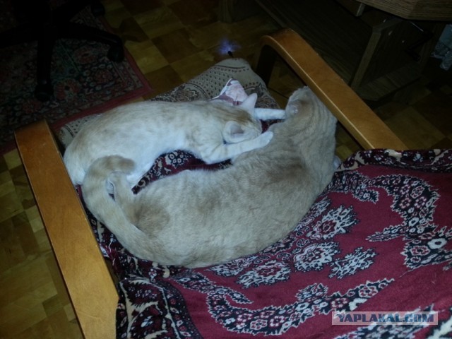 Котовторник  19.03.2013