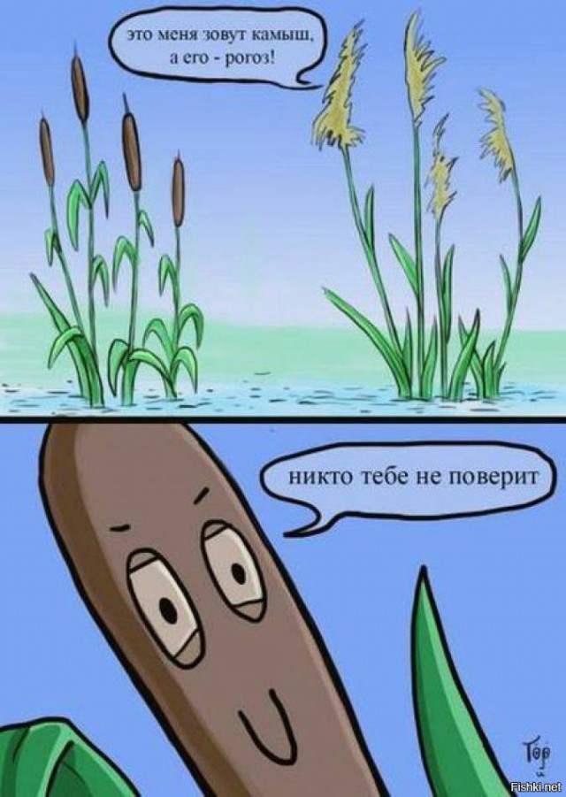 Рогоз как природный фильтр для воды