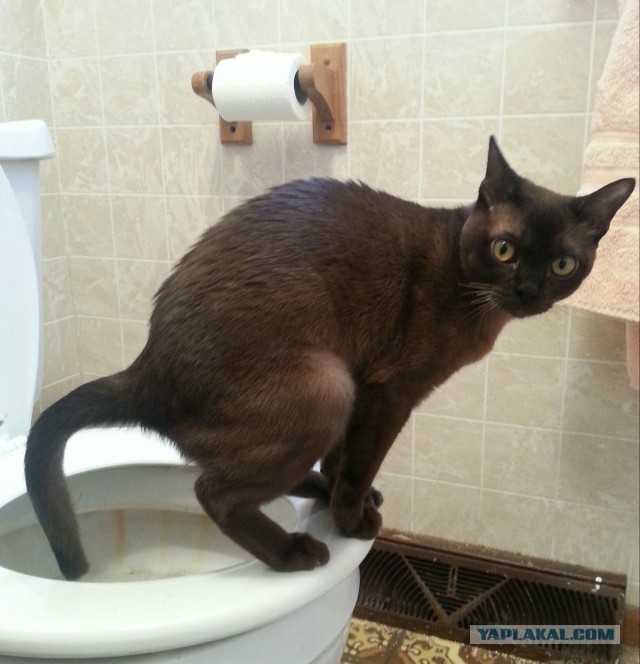 Как отучить кота ссать мимо лотка