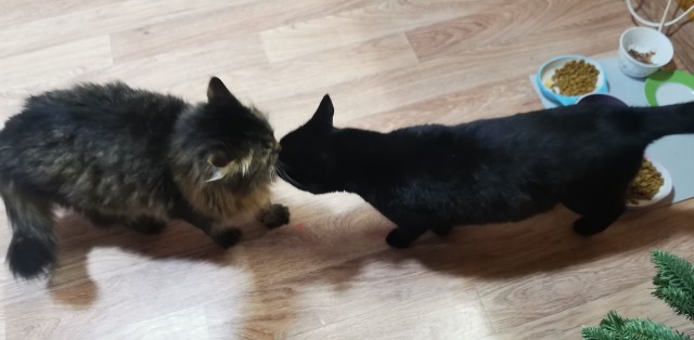 Много дел у кота на даче...