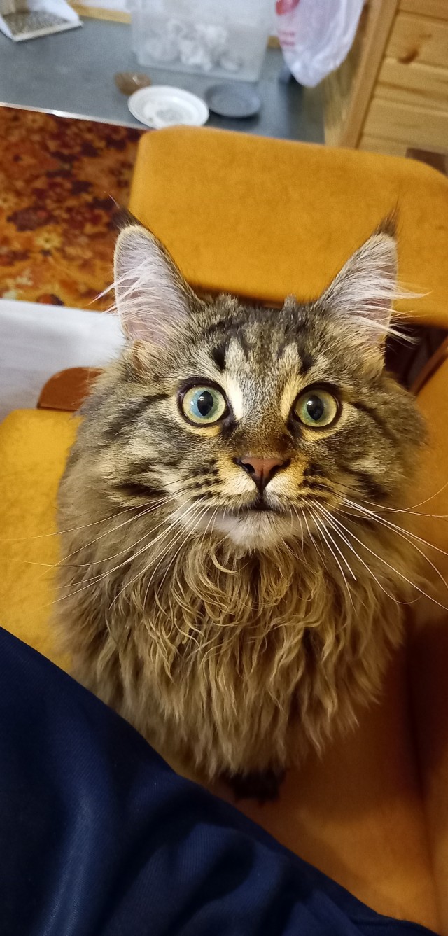 Котовторник. Моему мультяшке 1 год