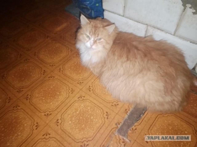 Жизнь домашнего приюта для котеек 478