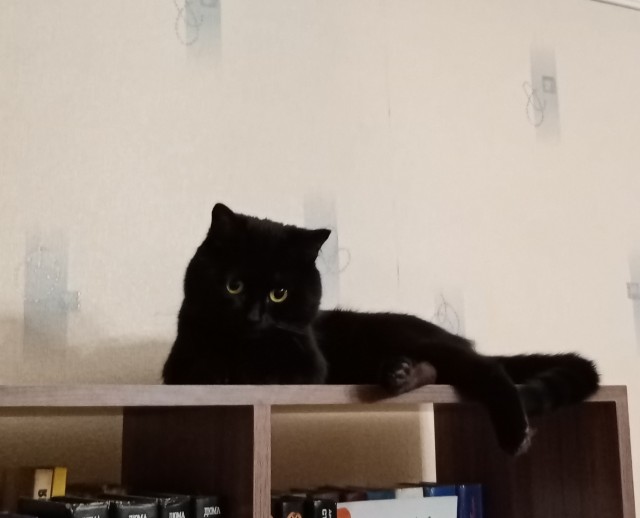 Жизнь домашнего приюта "Котоленд" 427