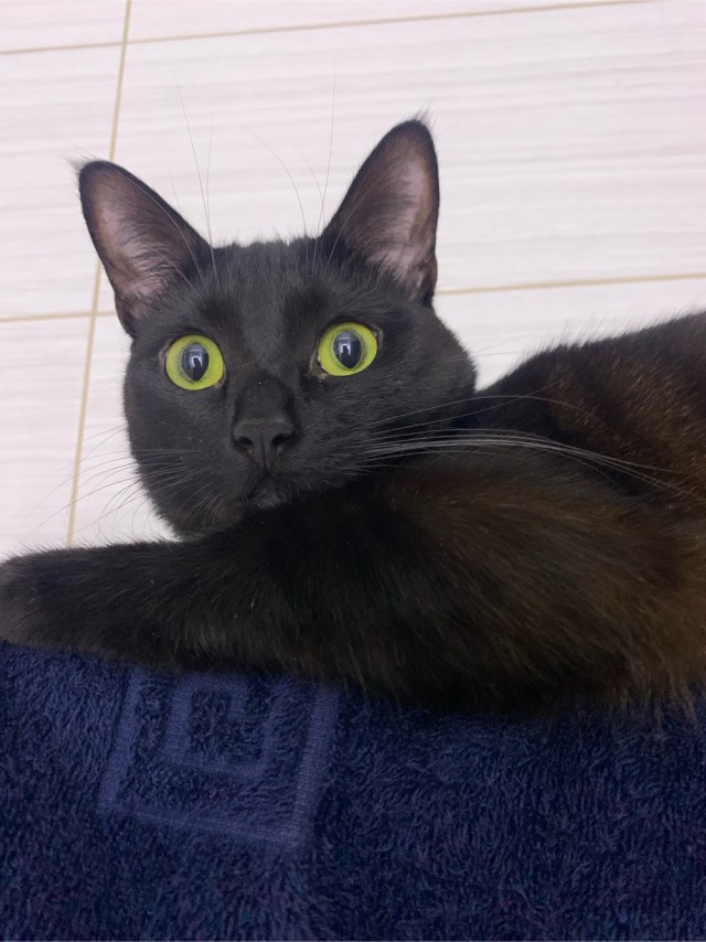 Котовторник 09.04.24