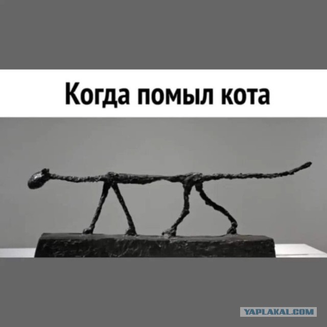 На Кубе бродячие кошки угрожают популяции вымирающих крокодилов