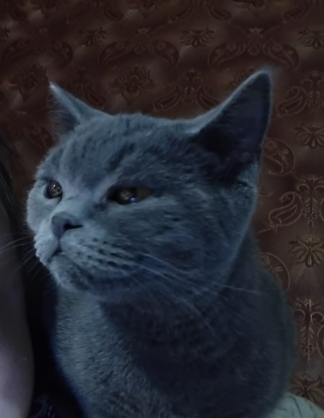 Котовторник