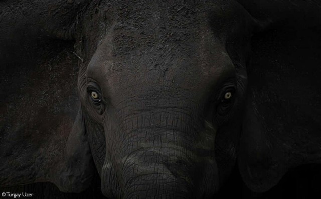 Объявлены победители фотоконкурса Africa Geographic Photographer of the Year 2025