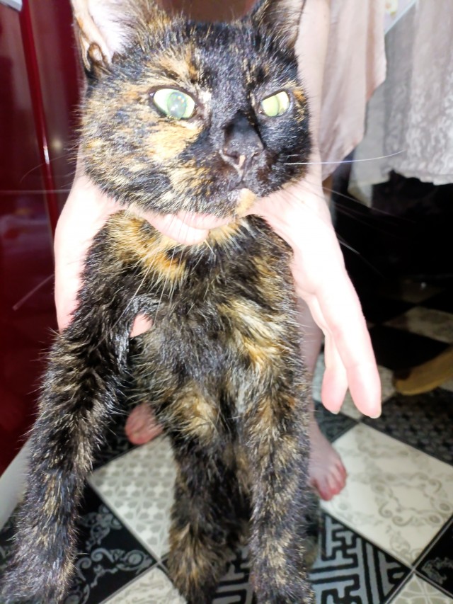 Котовторник