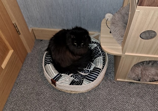 Очень грустный котовторник