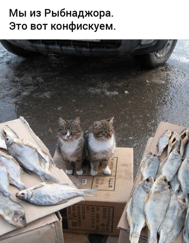 Так себе картинки 03.08.25