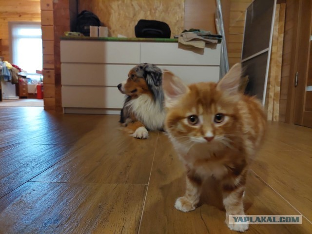 К предстоящему котовторнику